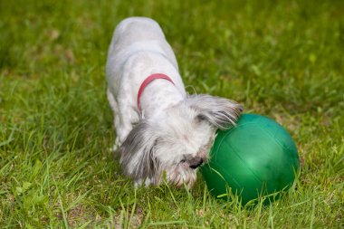 yeşil top oynayan shi tzu köpek