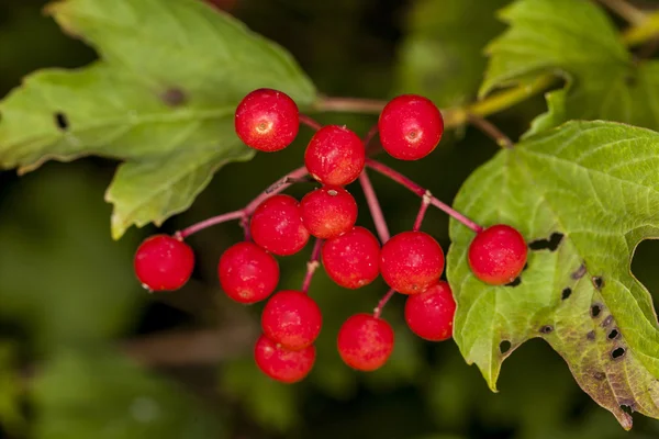 Serbal rojo creciendo en el árbol — Foto de Stock