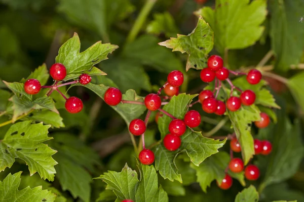 Fruto del rowan rojo — Foto de Stock