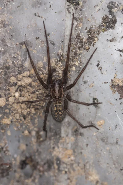 Große Spinne im Spinnennetz — Stockfoto