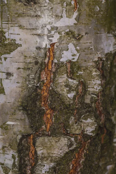 Very old birch bark — Stock Photo, Image