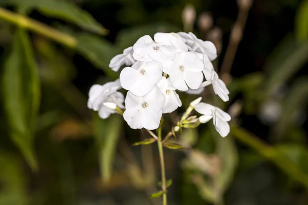 ペチュニアの花の庭 — ストック写真