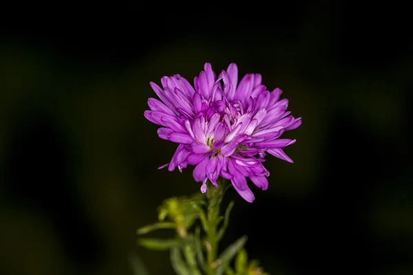 Asters close up — Stockfoto