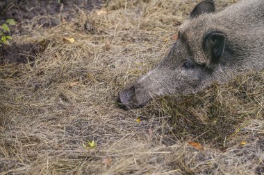 yaban domuzu, Bialowieza Milli Parkı