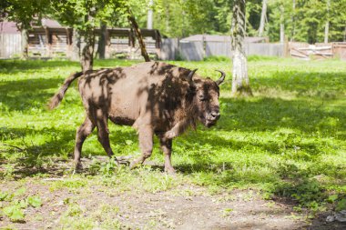 bizon Bialowieza Milli Parkı'nda podyuma