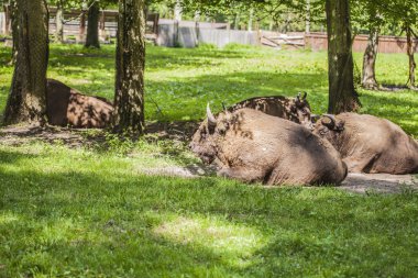 bizon Bialowieza Milli Parkı'nda çim üzerinde yalan sürüsü