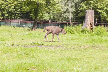 Küçük bizon Bialowieza Milli Parkı'nda güneşin tadını çıkarma
