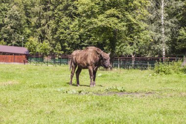 bizon Bialowieza Milli Parkı'nda güneşin tadını çıkarma