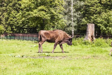 büyük bizon Bialowieza Milli Parkı na yürümek