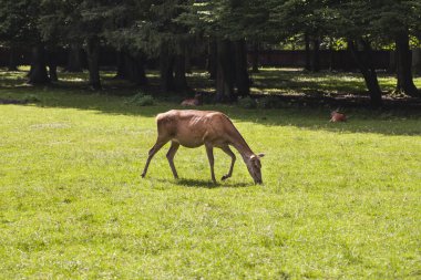 çim Bialowieza Milli Parkı geyik yiyor