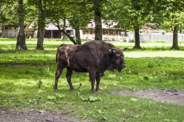 bizon Bialowieza Milli Parkı'nda bir fotoğraf için poz veriyor