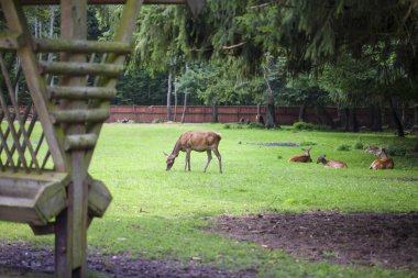 pist üzerinde geyik sürüsü