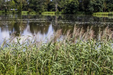 vahşi gölet çim ile büyümüş