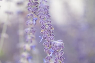 Lavanta çiçeği. Yaklaş.