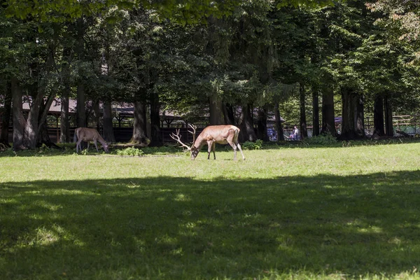 Deer in Bialowieza National Park — Stock Photo, Image