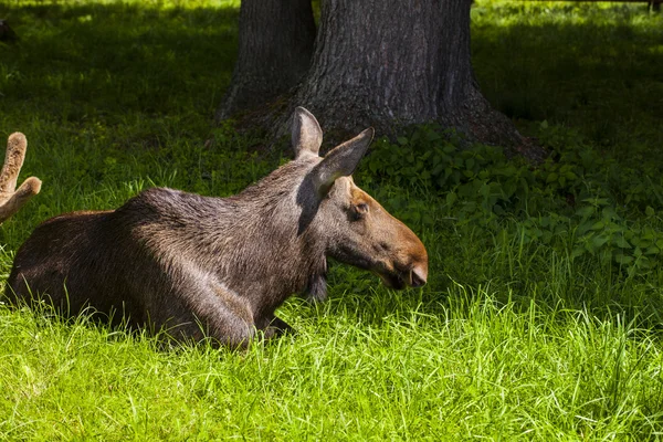 Elk lying on the grass, Bialowieza National Park — Stockfoto