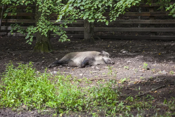 Wildschweine sonnen sich im Nationalpark Bialowieza — Stockfoto