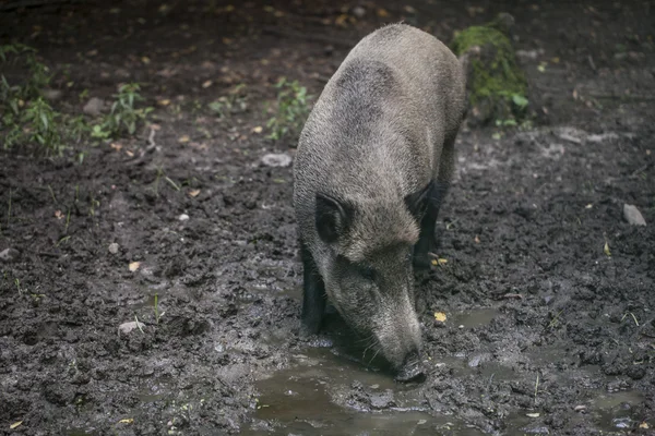 Portrait of a boar, Bialowieza National Park — Stock Photo, Image