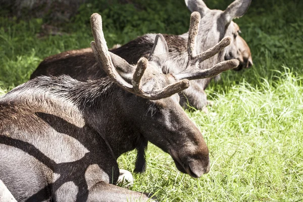 Łoś, Białowieski Park Narodowy — Zdjęcie stockowe