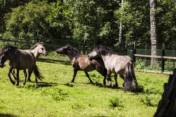 Stado koni, Białowieski Park Narodowy — Zdjęcie stockowe