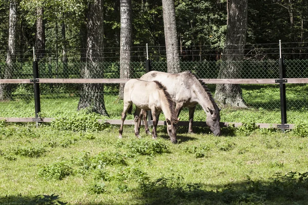 Dwa konie jedzą trawę, Białowieski Park Narodowy — Zdjęcie stockowe