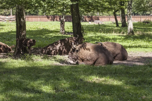 Bizon, leżącego na podwórku, Białowieski Park Narodowy — Zdjęcie stockowe