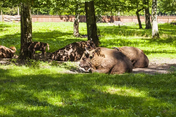 Зубри знаходяться в Біловезькій Національний парк — стокове фото