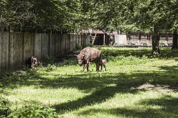 Bison walks in the yard, Bialowieza National Park — Φωτογραφία Αρχείου