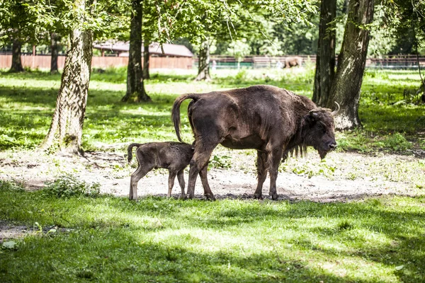 Pequeño bisonte come comida de la madre en el Bialowieza Nacional —  Fotos de Stock