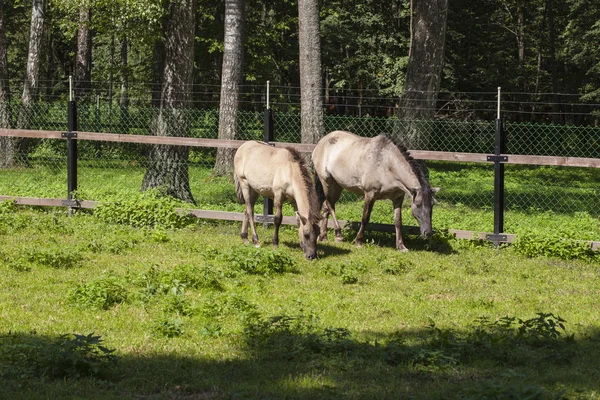 Konie jedzą trawę, Białowieski Park Narodowy — Zdjęcie stockowe