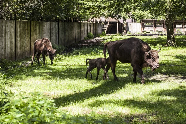 Pequeño bisonte sigue a su madre en el Parque Nacional Bialowieza —  Fotos de Stock