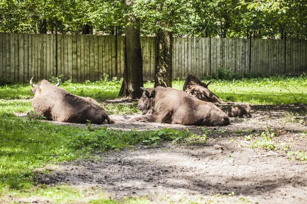 Manada de bisões no Parque Nacional de Bialowieza — Fotografia de Stock