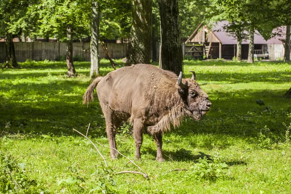 Piękny okaz żubrów Białowieskiego Parku Narodowego — Zdjęcie stockowe