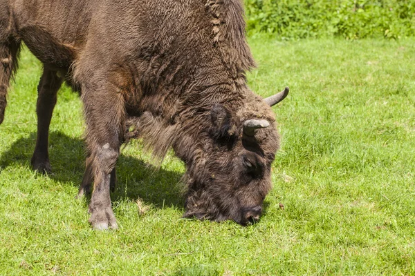 Large bison eats his meal in the Bialowieza National Park — Stock Photo, Image