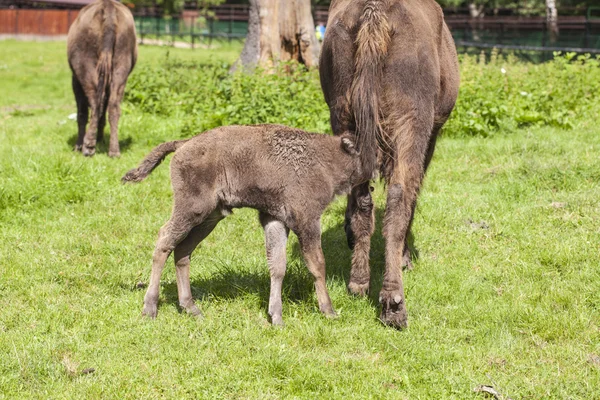 Mały Bizon stara się jeść żywności od matki w Białowieży — Zdjęcie stockowe