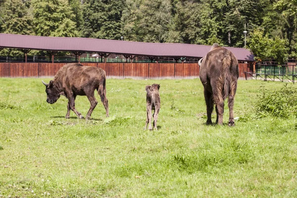 Two large and small bison in the Bialowieza National Park — Φωτογραφία Αρχείου