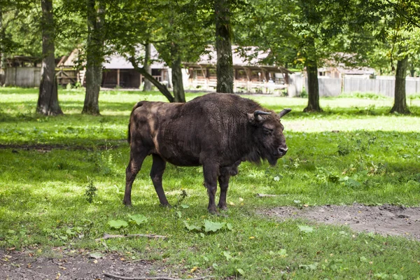 Bison poses for a photograph in the Bialowieza National Park — Stock Photo, Image