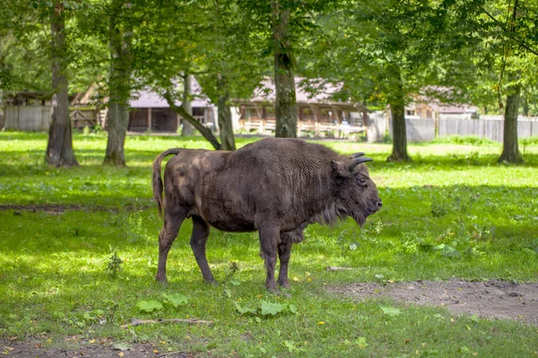 Bisão posa para uma fotografia no Parque Nacional de Bialowieza — Fotografia de Stock