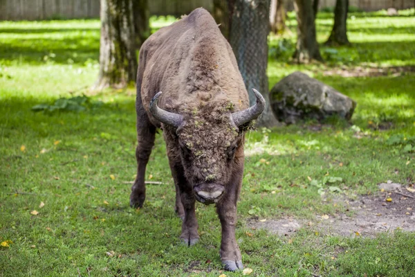 Retrato de um velho bisonte no Parque Nacional de Bialowieza — Fotografia de Stock