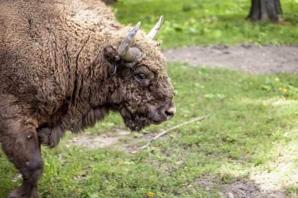 Portrait of an old bison in Bialowieza — Stock Photo, Image