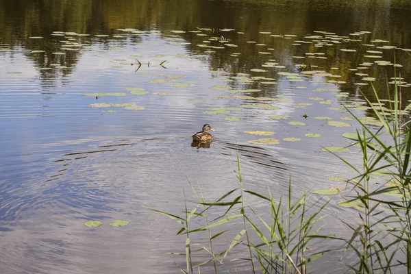 Canard sauvage nage dans l'étang — Photo