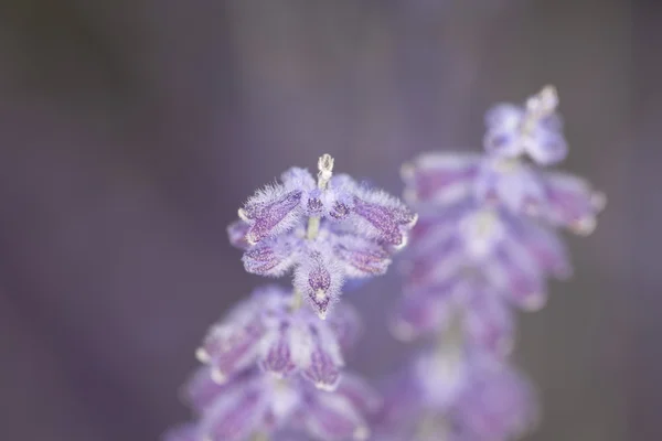 Close up de lavanda roxa agradável — Fotografia de Stock