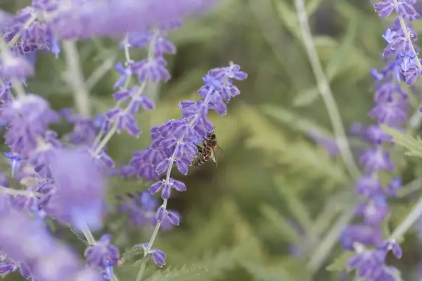 Purple lavender close up — ストック写真