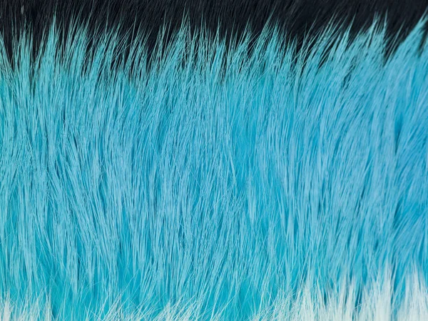 Fondo de pelo negro azul de cerca — Foto de Stock