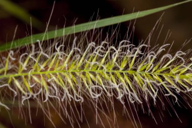 Çimen Bıçağı Yaklaş