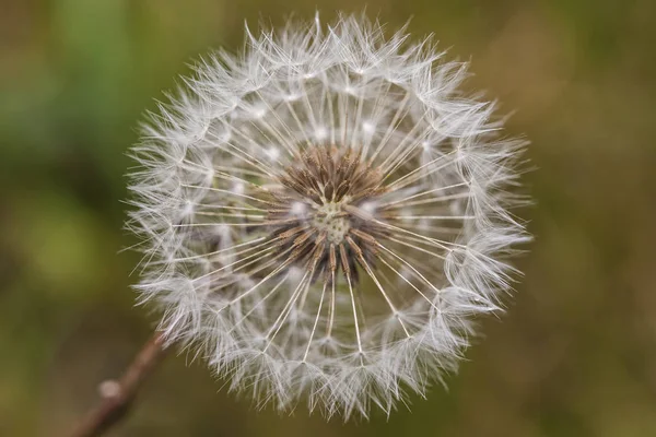 Løvetann-feltet i nærheten – stockfoto