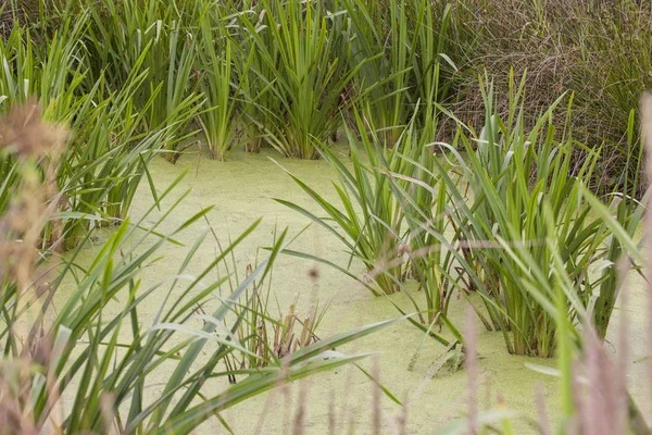 Acqua nello stagno ricoperta di alghe verdi — Foto Stock