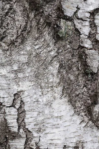 thick bark birch tree, background, close up