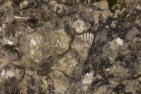 Taş, yansıyan fosiller yakın çekim — Stok fotoğraf