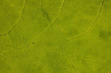 Tatlı yaprak yeşil yapısını